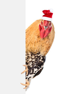 Rooster in red santa hat peeking from behind empty board. isolated on white