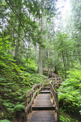 Obraz premium Wood path in forest