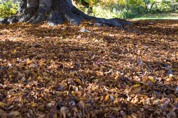 Autumn Colors in Central Park, New York City