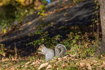 Naklejka na ściany i meble Squirrel in Central Park, New York City