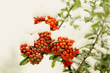 Rowan branch under snow in the winter. Selective focus.