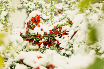 Fototapeta na wymiar Rowan branch under snow in the winter. Selective focus.