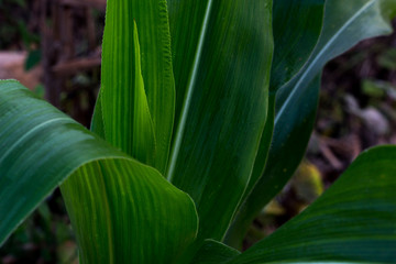 Obraz premium green mass of corn,cornfield plant in greenfield Thailand,mass o