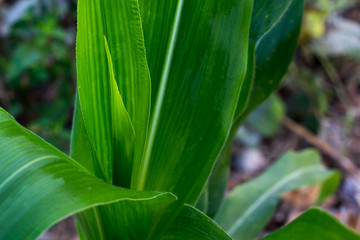 green mass of corn,cornfield plant in greenfield Thailand,mass o
