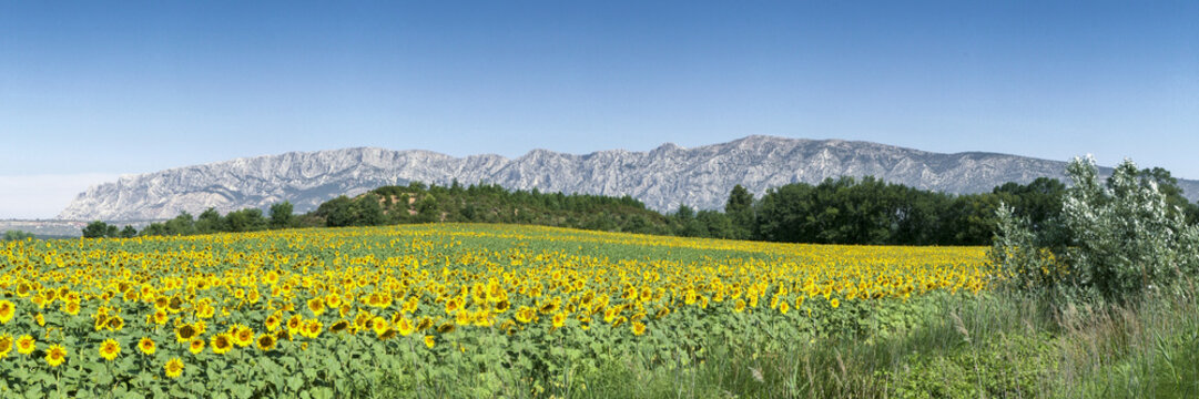 Sainte Victoire and  Flowers
