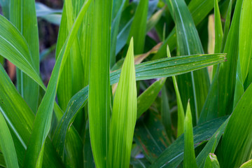 green mass of corn,cornfield plant in greenfield Thailand,mass o
