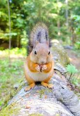 Squirrel sitting on a log and eating a nut