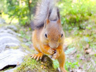Naklejka na ściany i meble Curious squirrel eating a nut closeup