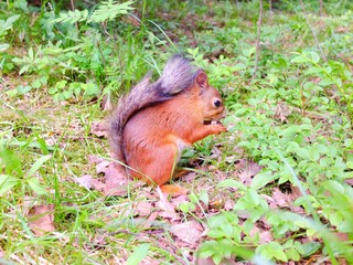 Small squirrel eating a nut on a ground