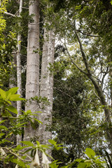 Fototapeta premium view of the large forest trees, Amber Mountain, Madagascar