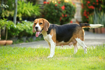 Funny cute beagle dog in park
