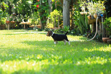 Obraz na płótnie Canvas Funny cute beagle dog in park