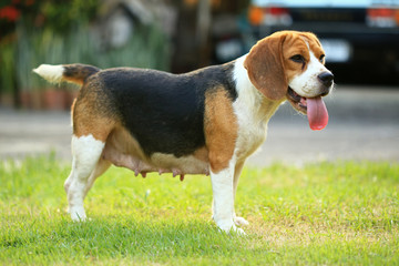 Funny cute beagle dog in park
