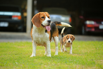 beagle dog and family outdoors