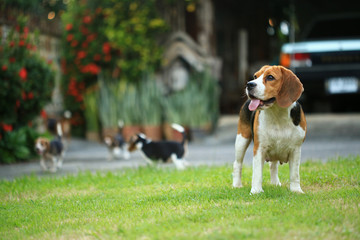 beagle dog and family outdoors