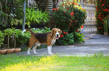 beagle dog and family outdoors
