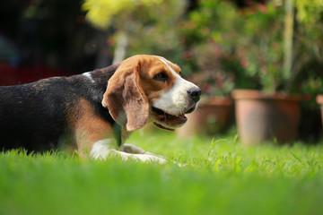 beagle dog and family outdoors
