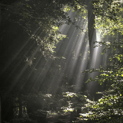 Sunbeams in the woods
