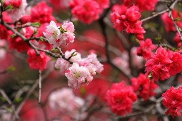 はなもも（源平枝垂）