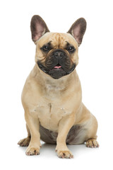 Beautiful french bulldog dog - 129148615