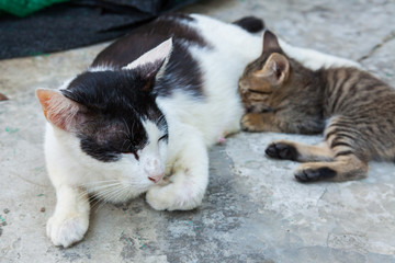 cat lying on the floor and feeds the kitten