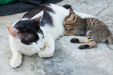 cat lying on the floor and feeds the kitten