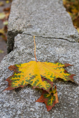 autumn leaf on granite stone