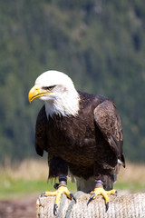 Bald Eagle sitting. Shot at the Grouse Mountain, Vancouver, Canada