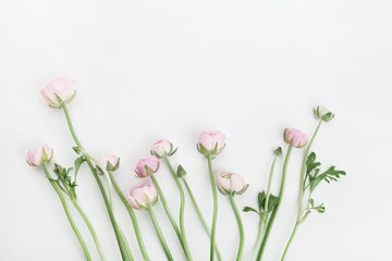 Beautiful spring Ranunculus flowers on white table from above. Floral border. Wedding mockup. Pastel color. Clean space for text. Flat lay style.