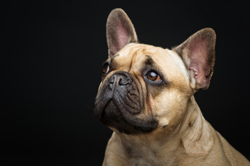 Beautiful french bulldog dog