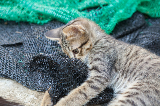 Kitten playing with a mesh that was put aside.