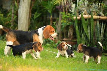  breed of beagle dog on a natural green background