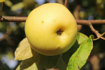 Yellow Antonovka apple on apple tree branch.