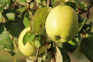 Yellow Antonovka apples on apple tree branch.
