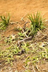 Brown form Madagascar tree boa, Sanzinia madagascariensis, Amber mountain, Madagascar