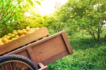 Quality and friendly fruit concept.fresh orange on wooden box in garden.
