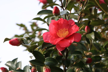 晩秋の山茶花