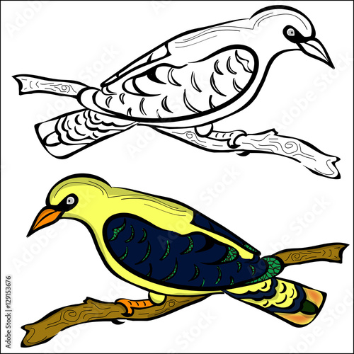 "outline and painted oriole" Stock image and royalty-free vector files
