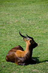 antelope