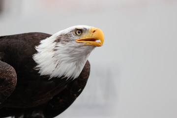 Weißkopfseeadler