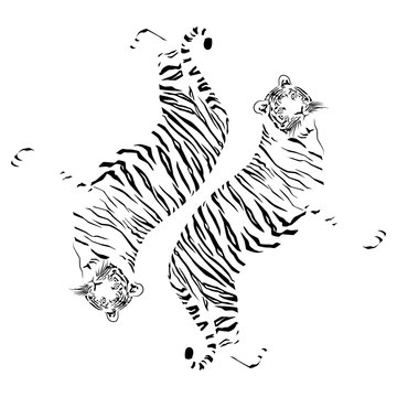 tigers on a white background  