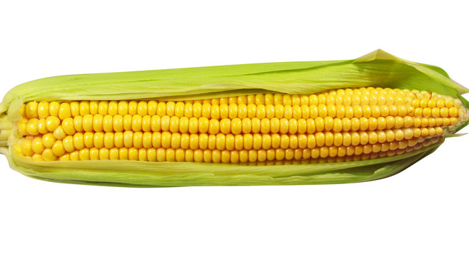Corn robs