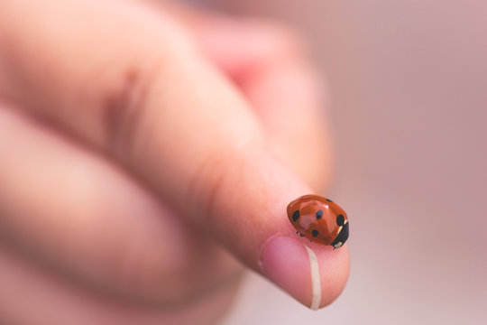 Child hand finger with lady bug crawling on it. Concept for summer outdoors  time with family, childhood, youth adventures, environment and nature exploration. 