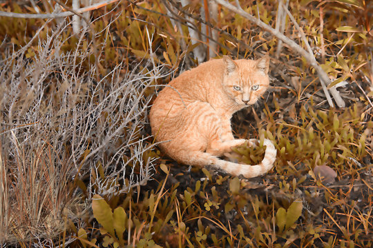 el gato salvaje en el parque