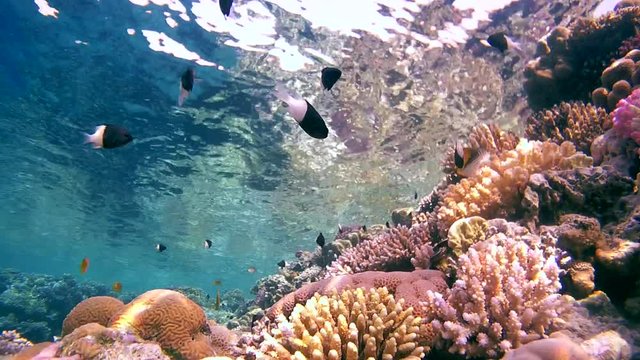 school of fish Bicolor Damselfish (Chromis dimidiata) and other tropical fish swimming on a beautiful shallow reef that is reflected from the surface, Red sea, Sharm El Sheikh, Egypt         
