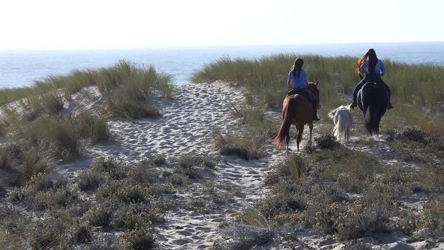 Horses running on the sand dunes near the Atlantic Ocean