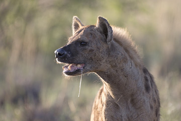 Portrait of wild free african spotted hyena