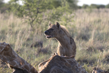 Portrait of wild free african spotted hyena