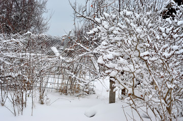 lilac bush in the snow