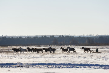 The coachman sleigh driving horses